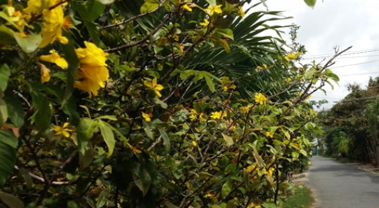 la lung: moi den thang 8 am lich, mai vang da no hoa! hinh anh 1