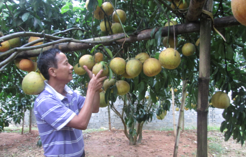 lam giau o nong thon: trong co 128 cay buoi do thu 600 trieu dong/nam hinh anh 1