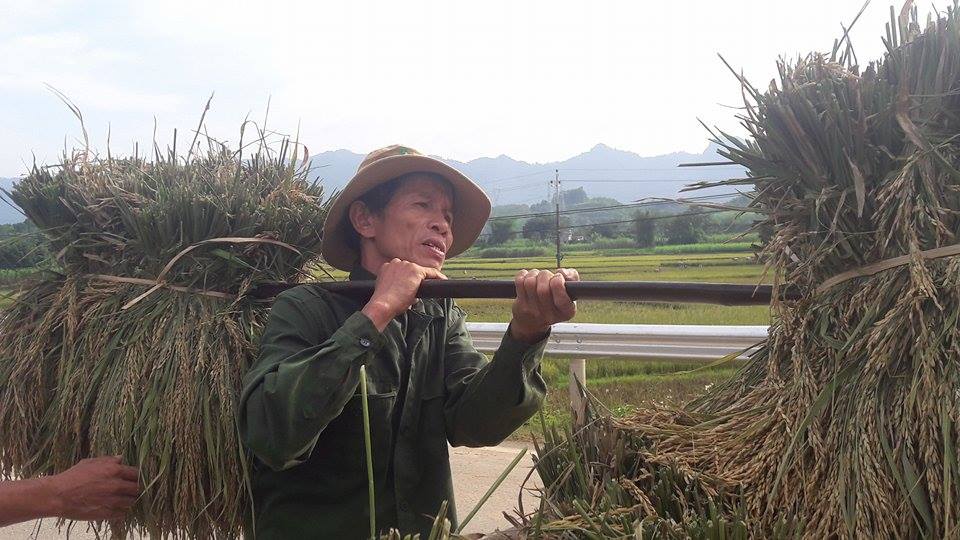 hoa binh: nong dan dieu dung vi mat mua, gat lua ve cho trau, bo an hinh anh 1