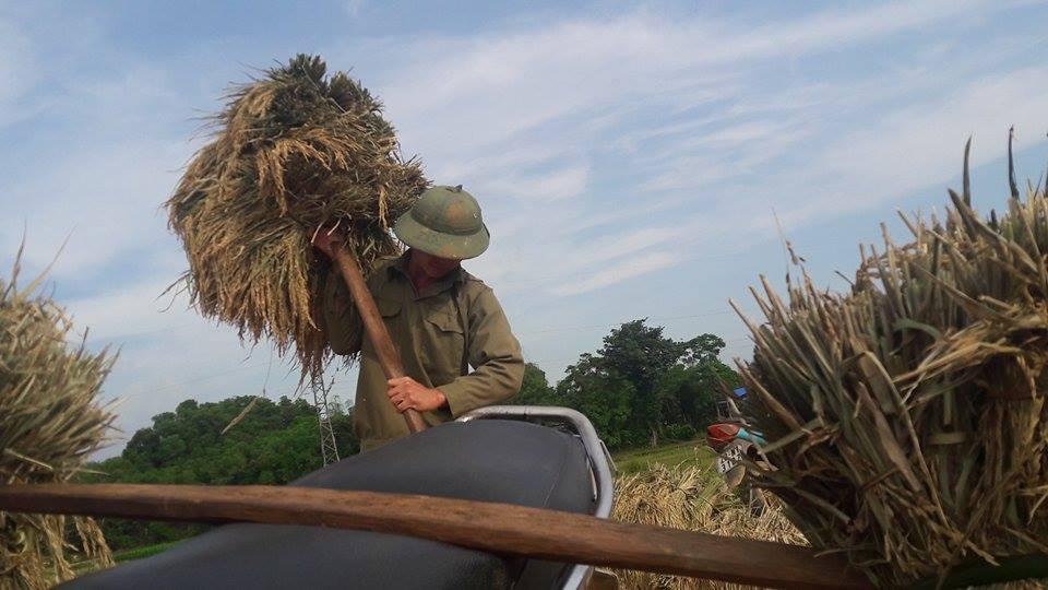 hoa binh: nong dan dieu dung vi mat mua, gat lua ve cho trau, bo an hinh anh 2