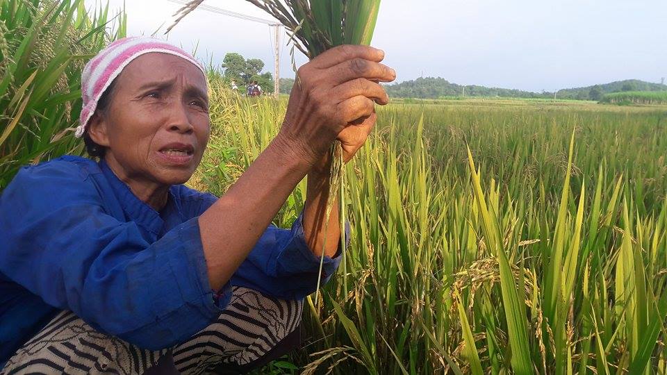 hoa binh: nong dan dieu dung vi mat mua, gat lua ve cho trau, bo an hinh anh 3