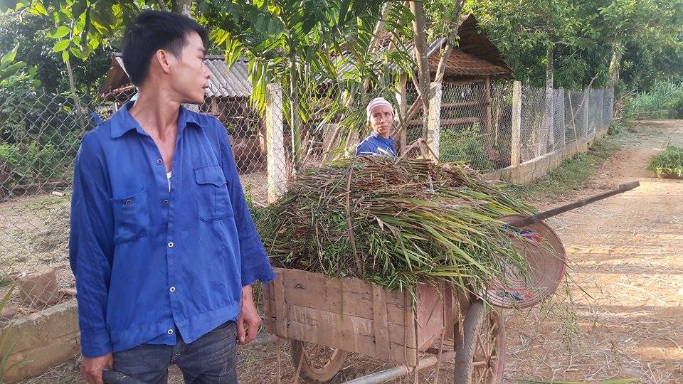 hoa binh: nong dan dieu dung vi mat mua, gat lua ve cho trau, bo an hinh anh 4