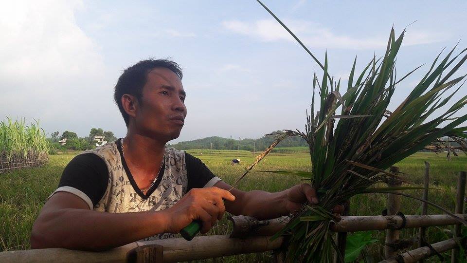 hoa binh: nong dan dieu dung vi mat mua, gat lua ve cho trau, bo an hinh anh 5