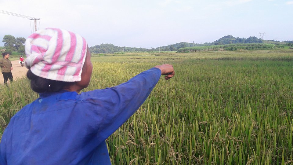 hoa binh: nong dan dieu dung vi mat mua, gat lua ve cho trau, bo an hinh anh 6