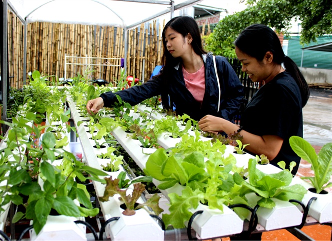 co giao 8x trong rau- ca phe cong nghe israel co 1-0-2 o tay nguyen hinh anh 2