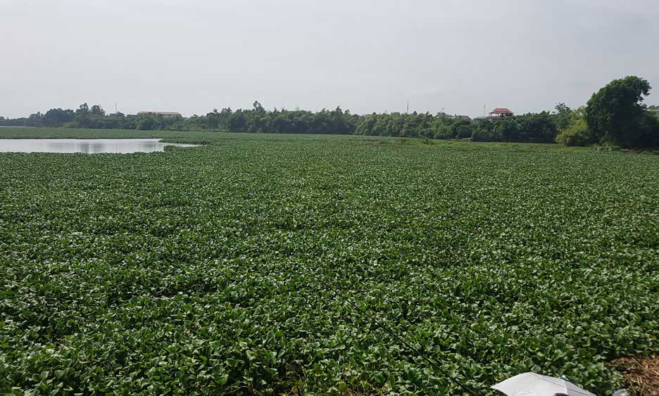 beo tay viet nam vut bo khong tiec, o nhat gia 16.000 dong/cay hinh anh 2
