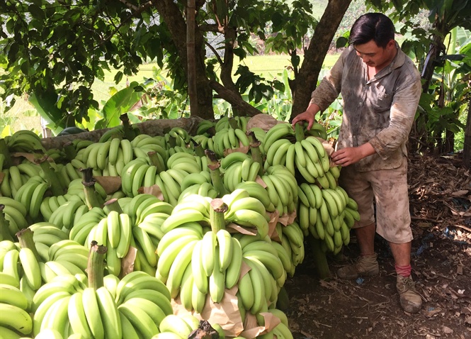 cay vang bac nay thanh cay... mac no, dan ban lau mac ke chin vang hinh anh 1