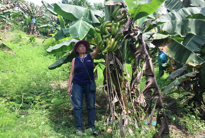 cay vang bac nay thanh cay... mac no, dan ban lau mac ke chin vang hinh anh 2