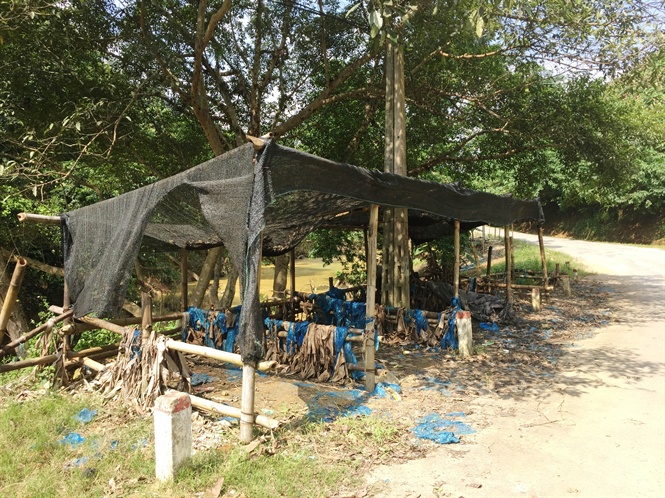 cay vang bac nay thanh cay... mac no, dan ban lau mac ke chin vang hinh anh 3