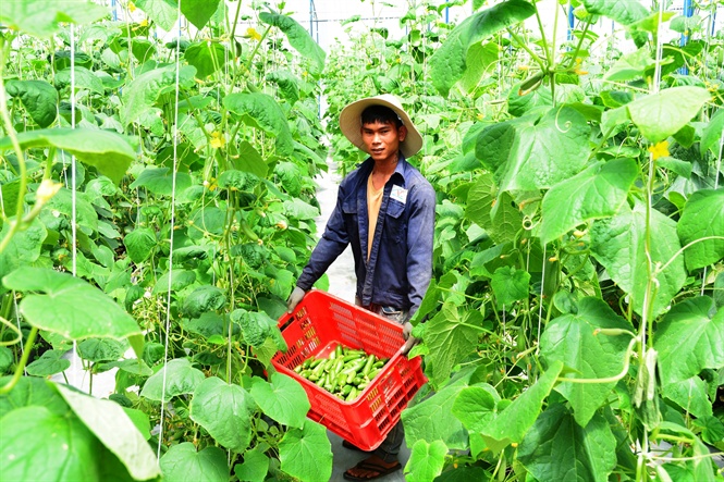 hotboy bo hoc lap trang trai trong rau sach 