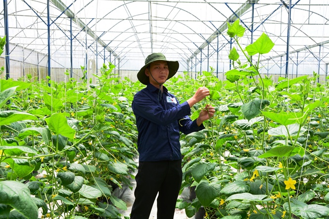 hotboy bo hoc lap trang trai trong rau sach 