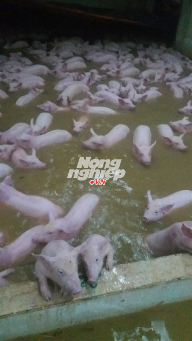 thanh hoa: 4.000 con lon trai chan nuoi boi trong nuoc lu hinh anh 1