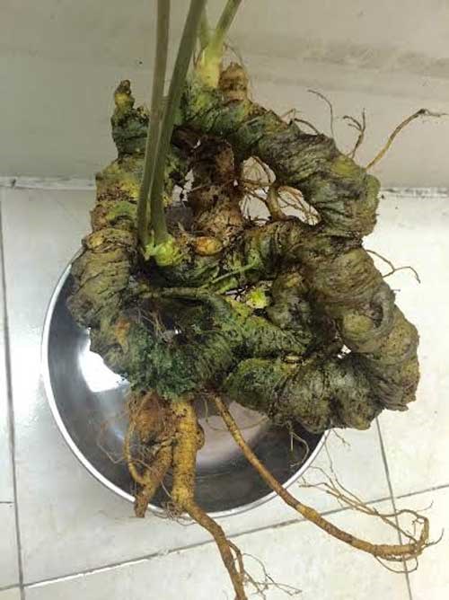 tam that co dai 1 met, dai gia dai loan mua duoc gia 200 trieu dong hinh anh 2