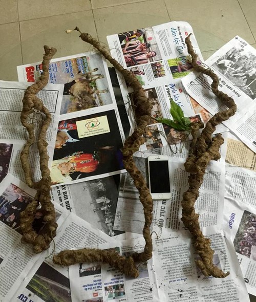 tam that co dai 1 met, dai gia dai loan mua duoc gia 200 trieu dong hinh anh 1