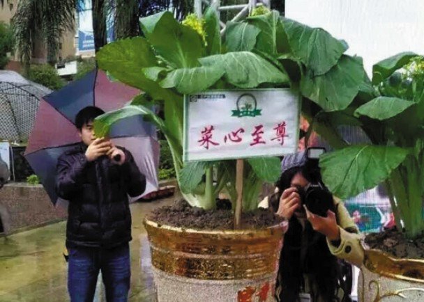 mua vang con re hon 4 loai rau sieu dat do nay hinh anh 4