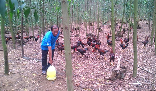 lam giau o nong thon: tha 5.000 ga doi, anh doi thu 400 trieu/nam hinh anh 1