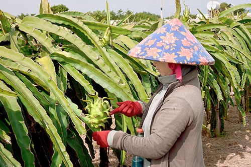 la ma hay: trong thanh long gian, vua nhan vua ra lam trai hinh anh 2