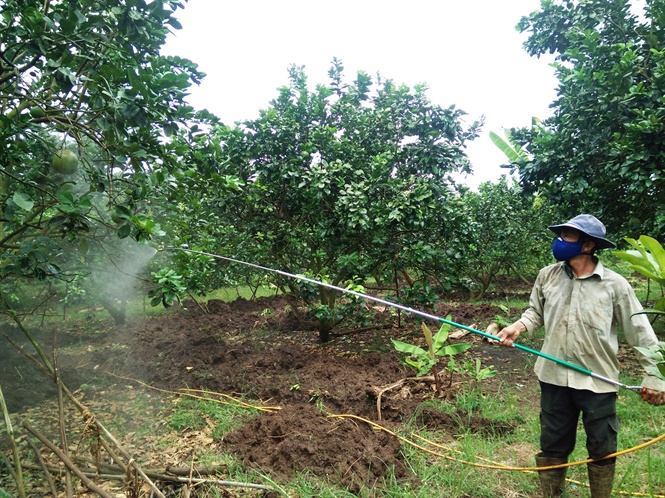 buoi da xanh ruot hong vietgap kiem bon tien, nha vuon mo am vu tet hinh anh 3