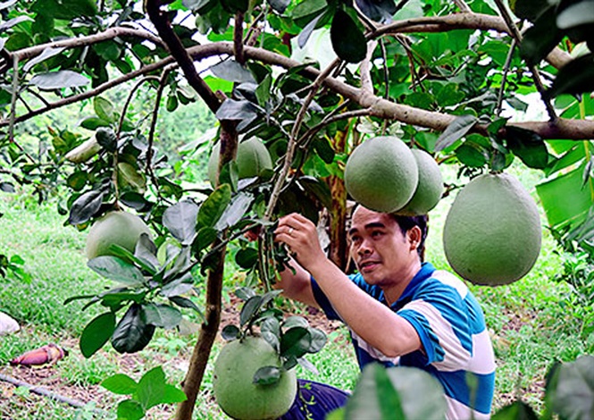 buoi da xanh ruot hong vietgap kiem bon tien, nha vuon mo am vu tet hinh anh 1