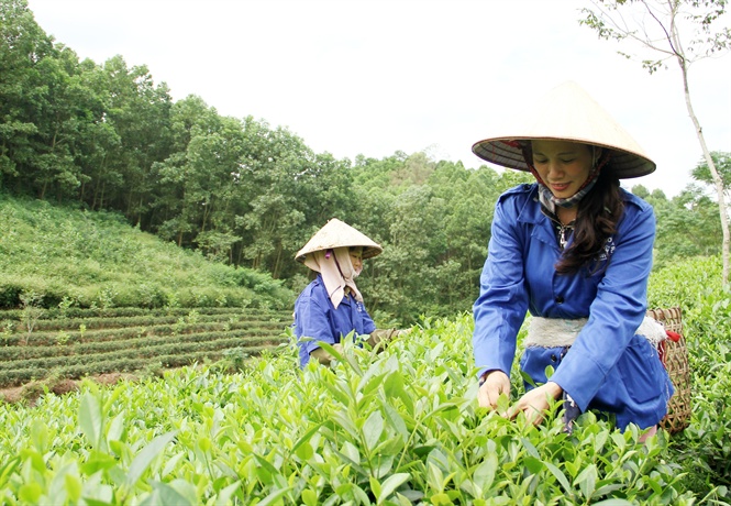 hanh trinh dua bo doi tra thai nguyen lam qua tang tai dien dan apec hinh anh 1