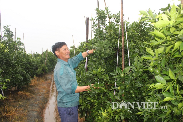 doc chieu tri sau benh cho cam: dung chanh dao ngam mat ong 6 thang hinh anh 1