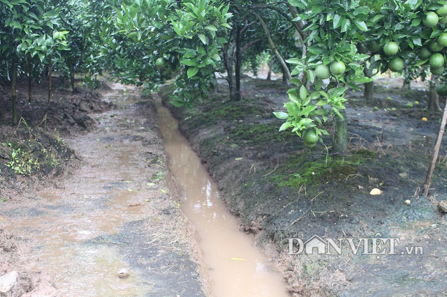 doc chieu tri sau benh cho cam: dung chanh dao ngam mat ong 6 thang hinh anh 2