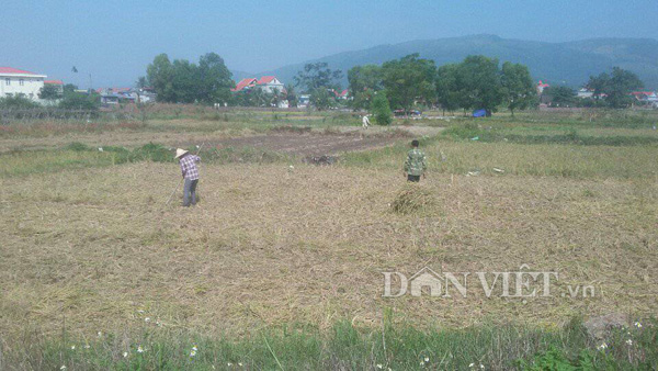 quang ninh: mat mua, 6 sao thu duoc 3 tui thoc dang, chi ga an duoc hinh anh 1