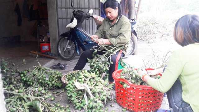 gia cau tang gap doi, vi thuong lai mua cau non ban sang trung quoc hinh anh 1