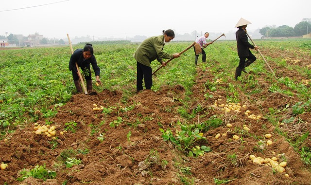 3.000 tan khoai tay phap vao vn: anh huong gi den khoai trong nuoc? hinh anh 1