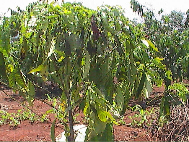 15-44-01_1-cy_c_phe_3_nm_tuoi_bi_rep_sp_hi