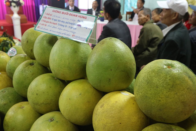 300 nong dan cac tinh mang buoi ngon bac nhat ve khoe sac o ha noi hinh anh 4