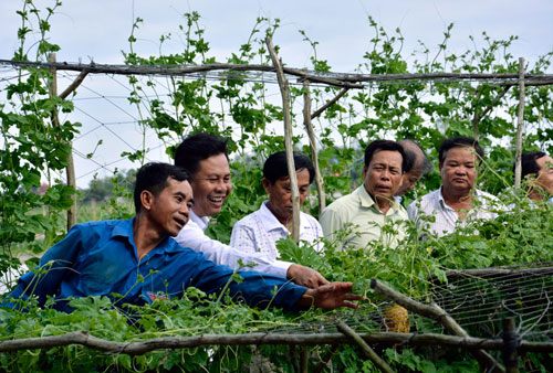 chi trong rau cai 3 thang mua nuoc noi, nong dan lai 20 trieu hinh anh 1