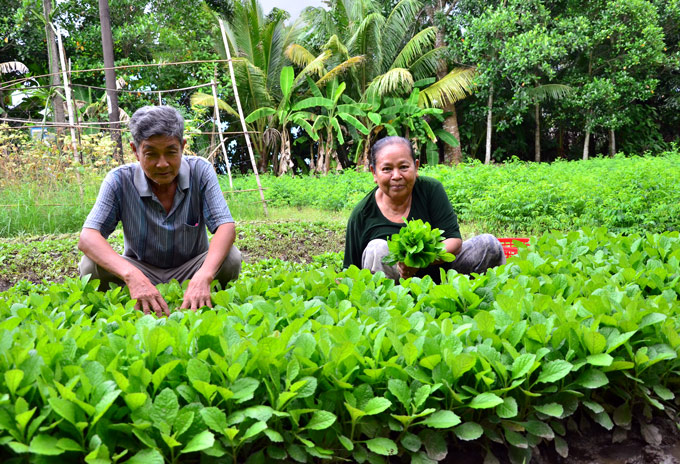 chi trong rau cai 3 thang mua nuoc noi, nong dan lai 20 trieu hinh anh 2