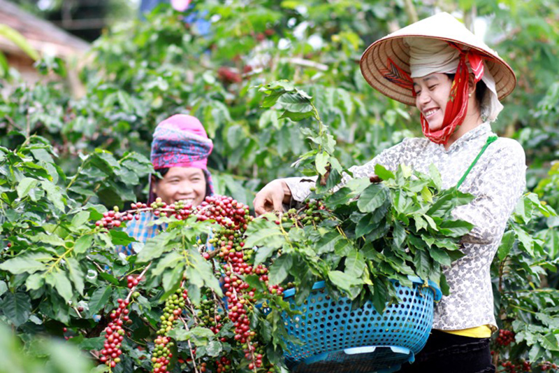 ca phe son la co mui thom nhu coca do ky thuat thu hai dac trung hinh anh 1