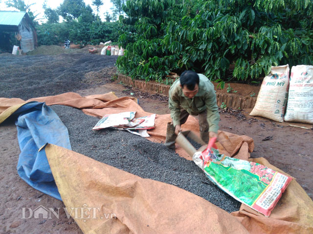 cong lung hai ca phe, nong dan gia lai chay dua voi mua va... gia! hinh anh 6