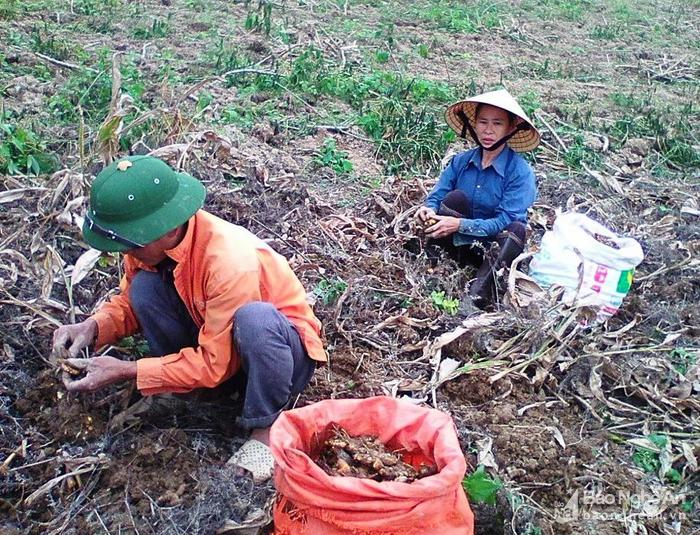 giat minh mot xa o nghe an 'kiem' hon 30 ty dong tu cu nghe hinh anh 1