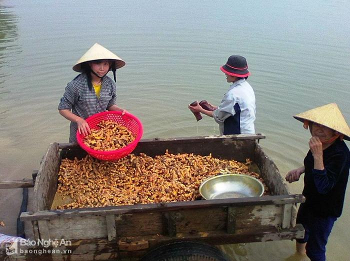 giat minh mot xa o nghe an 'kiem' hon 30 ty dong tu cu nghe hinh anh 2