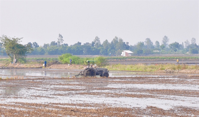 chuyen la: lua vua gieo sa, thuong lai da dat coc mua gia cao hinh anh 1