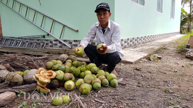 dua doc, la don tet 2018 cua 'vua' tao hinh trai cay bi rung la liet hinh anh 1