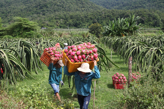 tac duong sang trung quoc vi tuyet, thanh long sut gia ky luc hinh anh 3