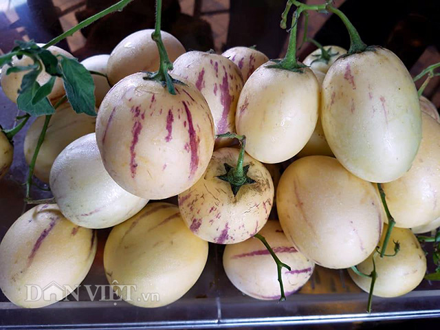 kieng dua ti hon 