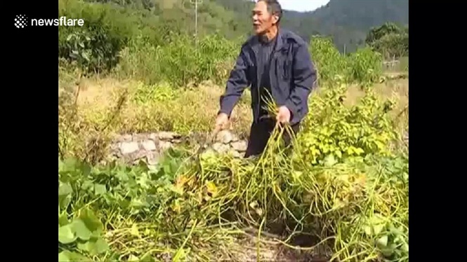 khong tin noi vao mat minh khi thay cu khoai nang 41kg hinh anh 2