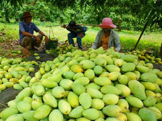 10  nam cho doi, xoai, vu sua vuot qua hang rao cuc khat khe cua my hinh anh 2