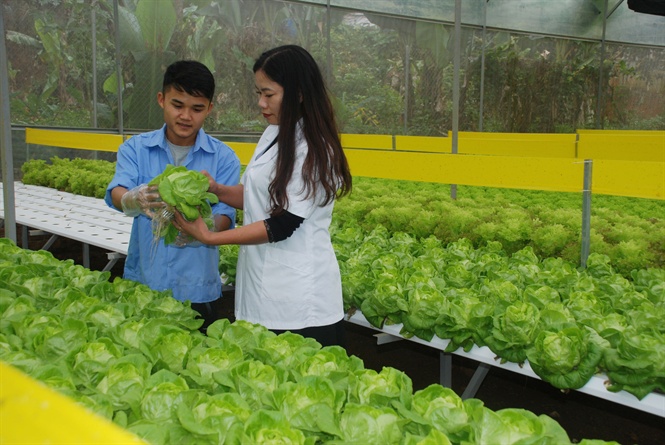 muot mat trai rau thuy canh hien dai dau tien o mien nui yen bai hinh anh 3