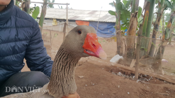 nuoi con gi ban tet: ngong troi gia tien trieu, chua tet da 