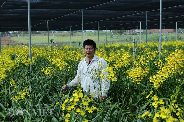 giang vien bo day ve vuon 