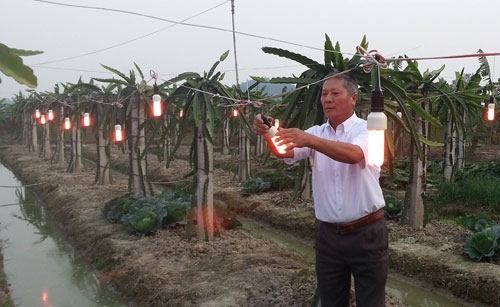 Hiệu quả bất ngờ khi dùng đèn compact trồng thanh long hình ảnh 1 hieu qua bat ngo khi dung den compact trong thanh long hinh anh 1