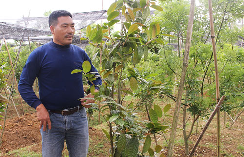 lam giau o nong thon: “ga khung nem tien ty” vao tra hoa vang hinh anh 1