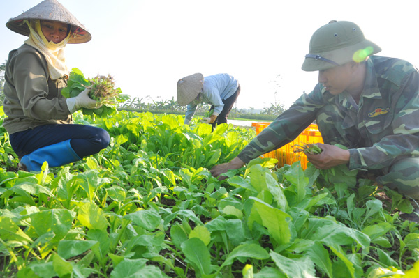 thuc pham sach an tet: du hoc chau au ve lam rau sach, hai chang trai que quan ho thu tien ty/nam hinh anh 8