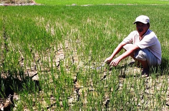Thừa Thiên - Huế: Hàng trăm héc ta lúa "thoi thóp"